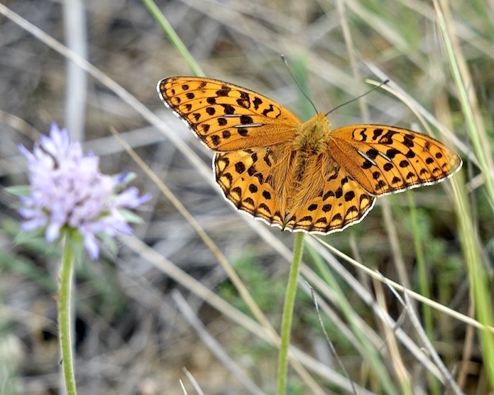 high brown fritillary